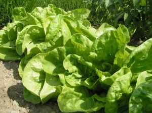 Lettuce plants